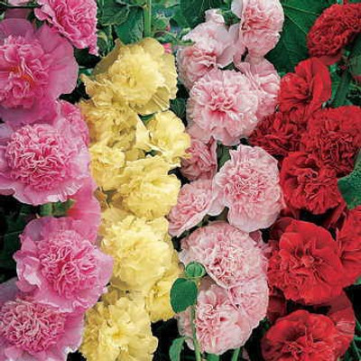 Mozette Hybrid Holly Hock mix Seed(50 per packet)