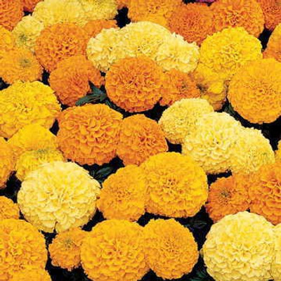 Mozette Hybrid Mari Gold Mix Seed(60 per packet)
