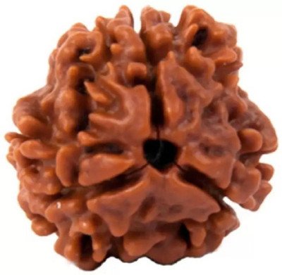 Chopra Gems 3Mukhi /Three Faced Rudraksh Original & Certified Rudraksha for Men and Women Wood Pendant