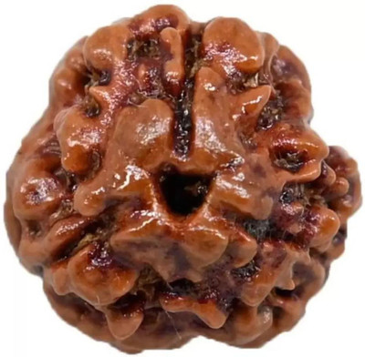 Chopra Gems Certified/Original Three Mukhi Rudraksha/Natural 3-faced For Men & Women Wood Pendant