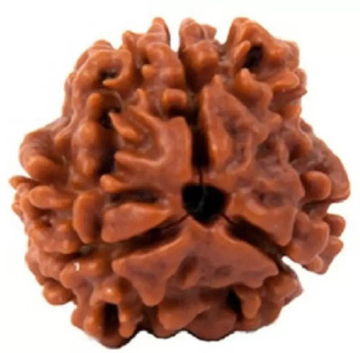 Chopra Gems 3Mukhi /Three Faced Rudraksh Original & Certified Rudraksha for Men and Women Wood Pendant