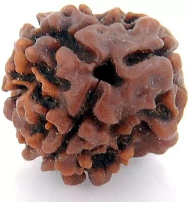 Chopra Gems 3Mukhi /Three Faced Rudraksh Original & Certified Rudraksha for Men and Women Wood Pendant