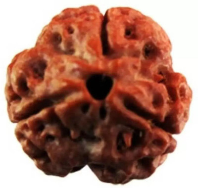 Chopra Gems Certified/Original Three Mukhi Rudraksha/Natural 3-faced For Men & Women Wood Pendant
