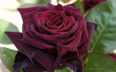 EliteGreen Rose Plant(Hybrid, Pack of 1)