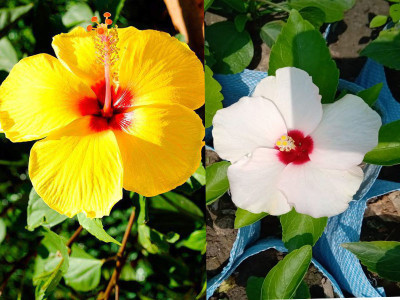 Aquinnah Graden Hibiscus Plant(Hybrid, Pack of 2)