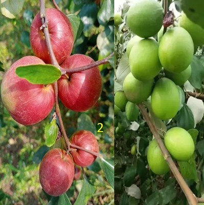 Aquinnah Ber Apple Plant(Hybrid, Pack of 1)