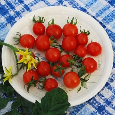 VRAKSHA Tomatoes Cherry Red टमाटर Seed(2000 per packet)