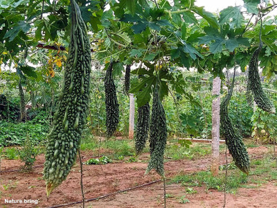 XOLDA Bittle gourd Seed(25 per packet)