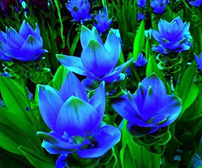 Audbhidhi Curcuma Blue Flower Bulbs For Home Gardening pack of 4 bulbs Seed(4 per packet)