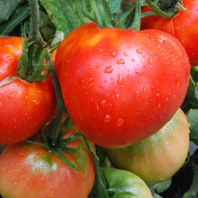 VRAKSHA TOMATO SUNSET'S RED Seed(300 per packet)