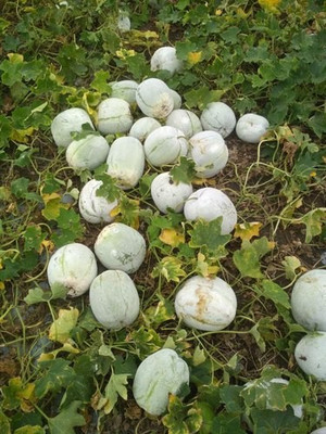Mozette Ash gourd Seed(28 per packet)