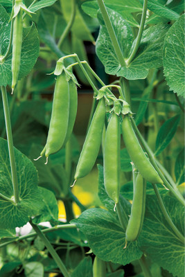 XOLDA Green Peas Seed(35 per packet)
