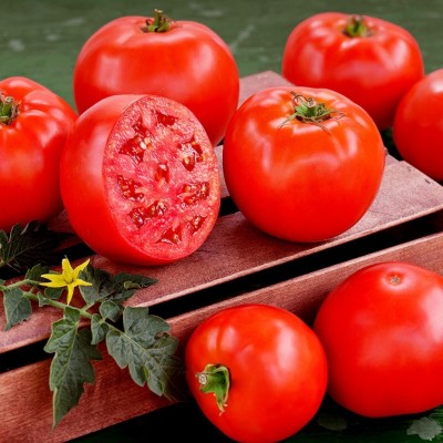 VRAKSHA High Quality Red Tomato Seed(2000 per packet)