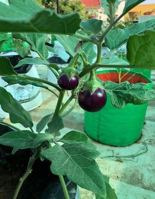 XOLDA Brinjal Seed(32 per packet)