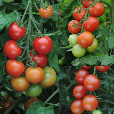 XOLDA Tomato Seed(21 per packet)