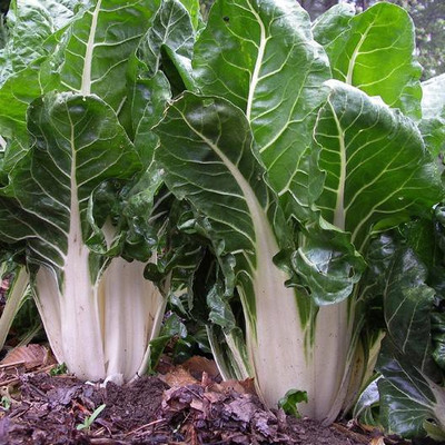 XOLDA Swiss chard white Seed(46 per packet)