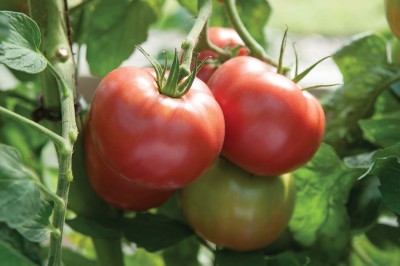 VRAKSHA Organic Tomato टमाटर Seed(2000 per packet)