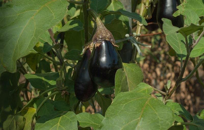 XOLDA Brinjal Seed(32 per packet)