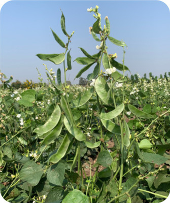 XOLDA Dolichos Seed(46 per packet)
