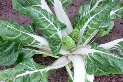 XOLDA Swiss chard white Seed(43 per packet)