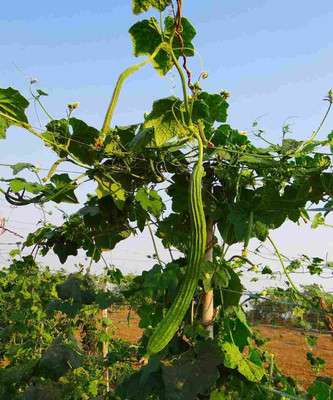 XOLDA Ridge gourd Seed(21 per packet)