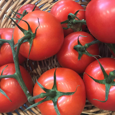 XOLDA Tomato Seed(45 per packet)