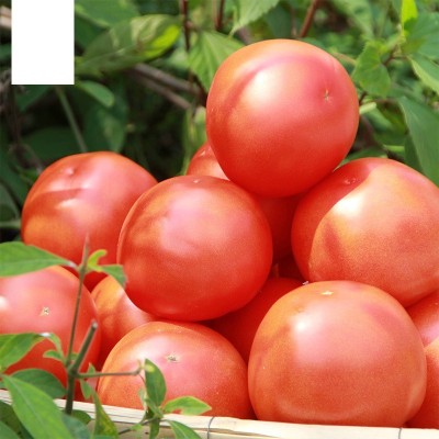 VRAKSHA Desi Salad Red Tomatoes Seed(200 per packet)