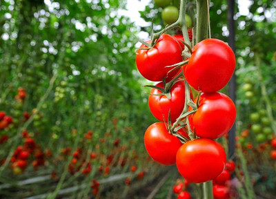 XOLDA Tomato Seed(51 per packet)