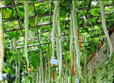 XOLDA Sanake gourd Seed(37 per packet)