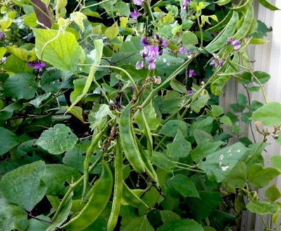 XOLDA Dolichos Seed(32 per packet)