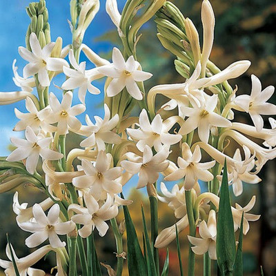 Andhagnai Tuberose/ Rajnigandha Fragrance Flower Bulbs Pack Of 5 Seed(5 per packet)