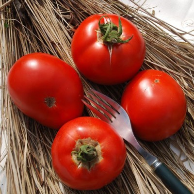 VRAKSHA Tomato Red टमाटर Seed(2000 per packet)