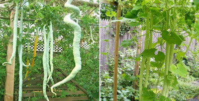 XOLDA Sanake gourd Seed(37 per packet)