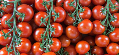 XOLDA Tomato Seed(37 per packet)