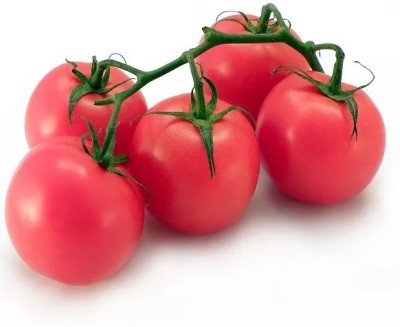 VRAKSHA High Quality Tomato Seed(1500 per packet)