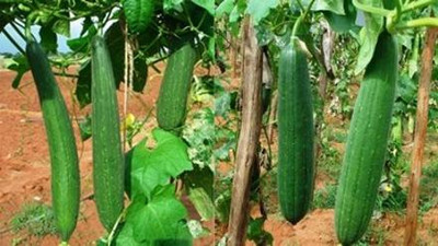 XOLDA Sponge gourd Seed(37 per packet)