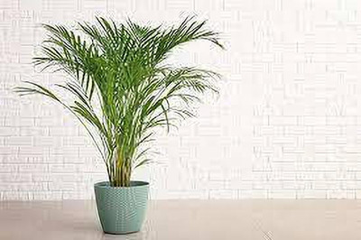 Queen Gulu Areca Palm(Hybrid, Pack of 1)