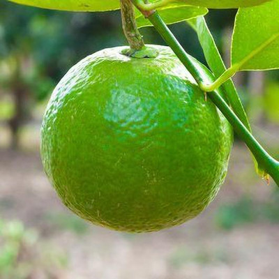 Fulmala Nursery Lemon Plant(Hybrid, Pack of 1)