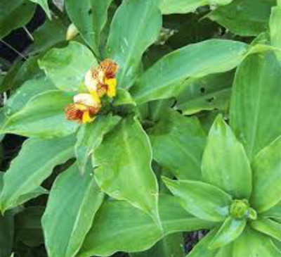 Heaven Of Saplings Insulin Plant(Hybrid, Pack of 1)