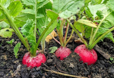 XOLDA Red Round Radish Seed(51 per packet)
