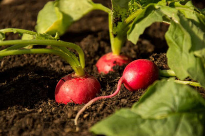 XOLDA Red Round Radish Seed(31 per packet)