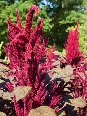 XOLDA Red Amaranthus Seed(51 per packet)
