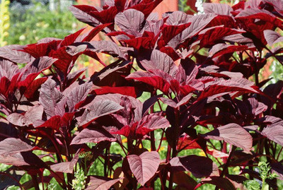 XOLDA Red Amaranthus Seed(23 per packet)