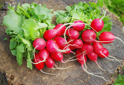 XOLDA Red Round Radish Seed(31 per packet)