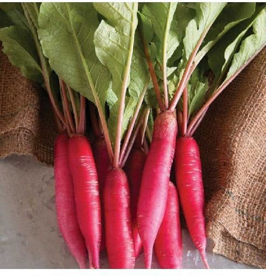 XOLDA Red Radish Seed(41 per packet)