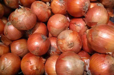 XOLDA Onian Seed(46 per packet)
