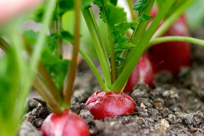 XOLDA Red Round Radish Seed(31 per packet)