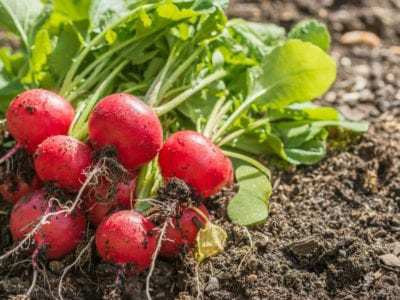 XOLDA Red Round Radish Seed(32 per packet)