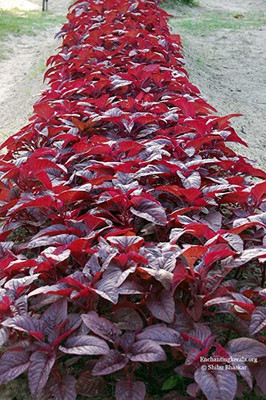 XOLDA Red Amaranthus Seed(33 per packet)