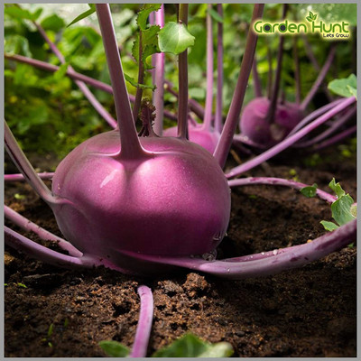 XOLDA knol-knol purple Seed(22 per packet)